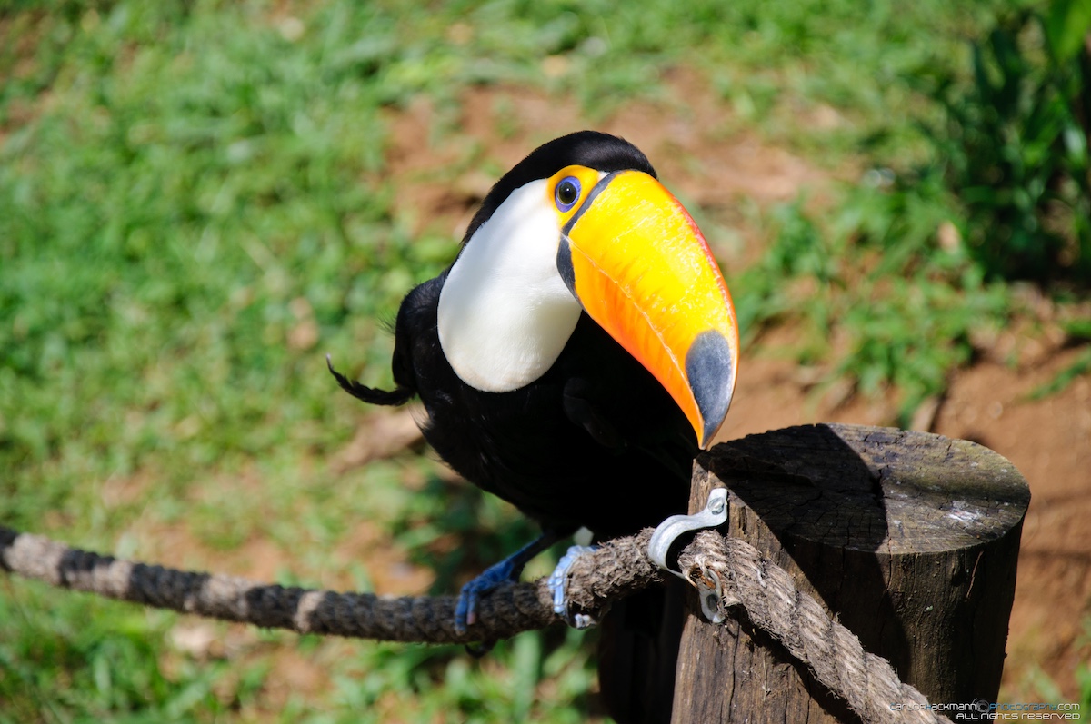 toucan on a jump rope looking at the camera