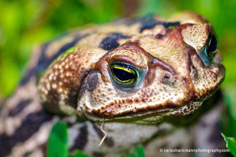 a close-up Toad