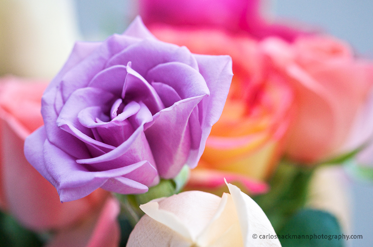 a purple rose with lot of details