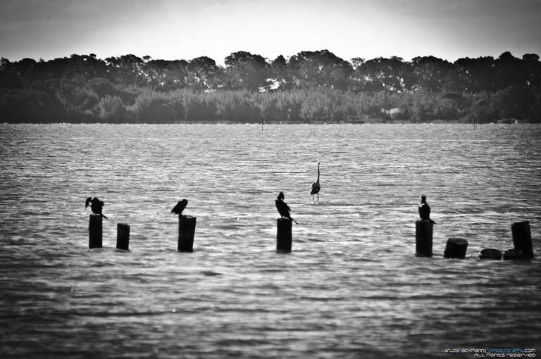 black and white see canal landscape with fishing poles