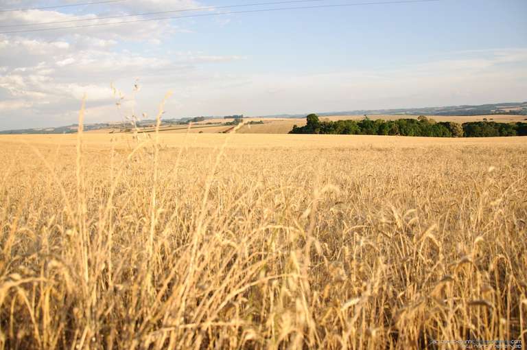 wheat large field 