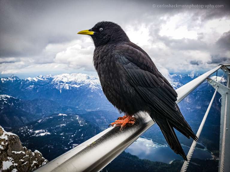 Alpine chough, or yellow-billed chough (Pyrrhocorax graculus). Mountain crow bird in the Bavarian alps near Germany highest point Zugspitze.