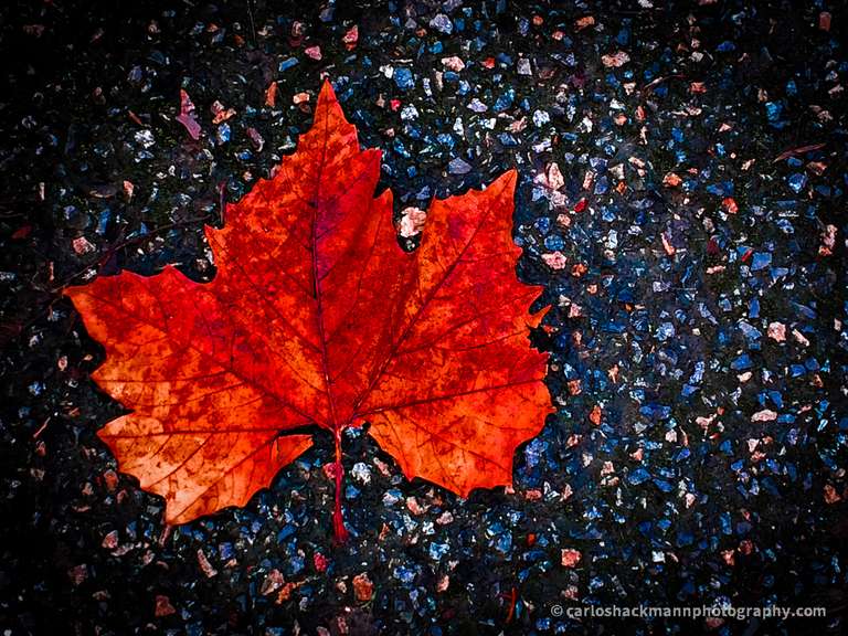 a red leaf on the ground full of details